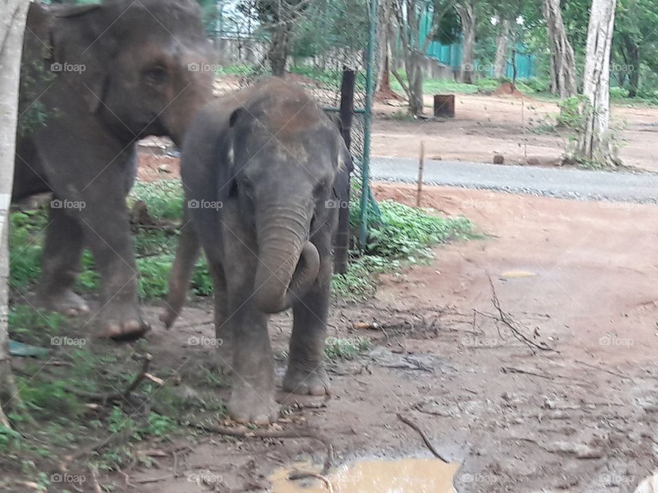 elephants