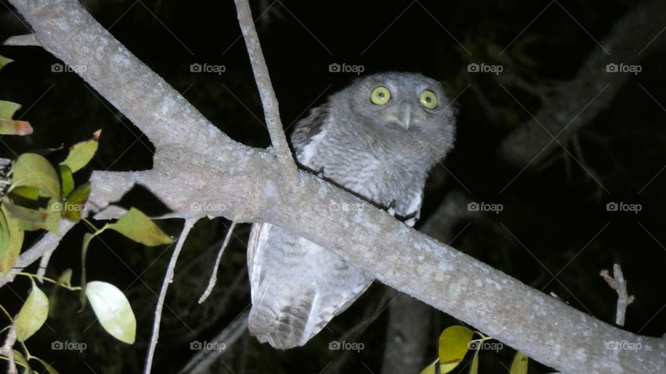 burrowing owl in mahogany tree at midnight
