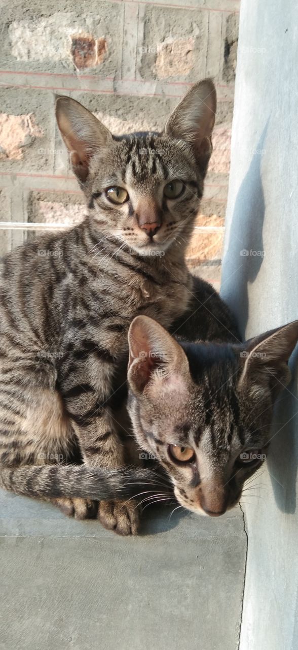 here are my two kittens who are enjoying my company😌😘😊