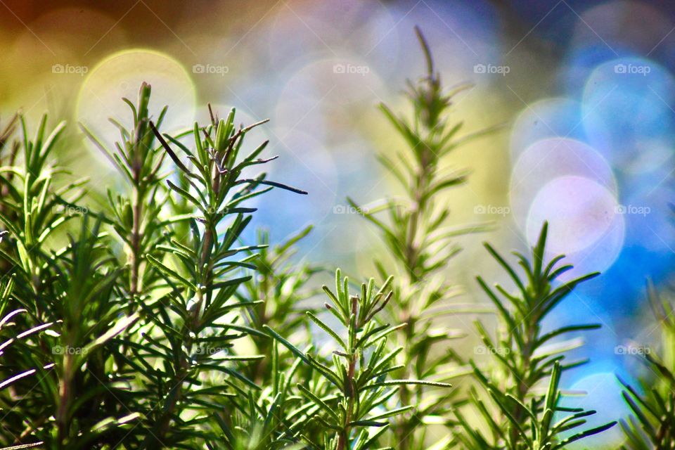 Rosemary herb with bright lights bokeh background.