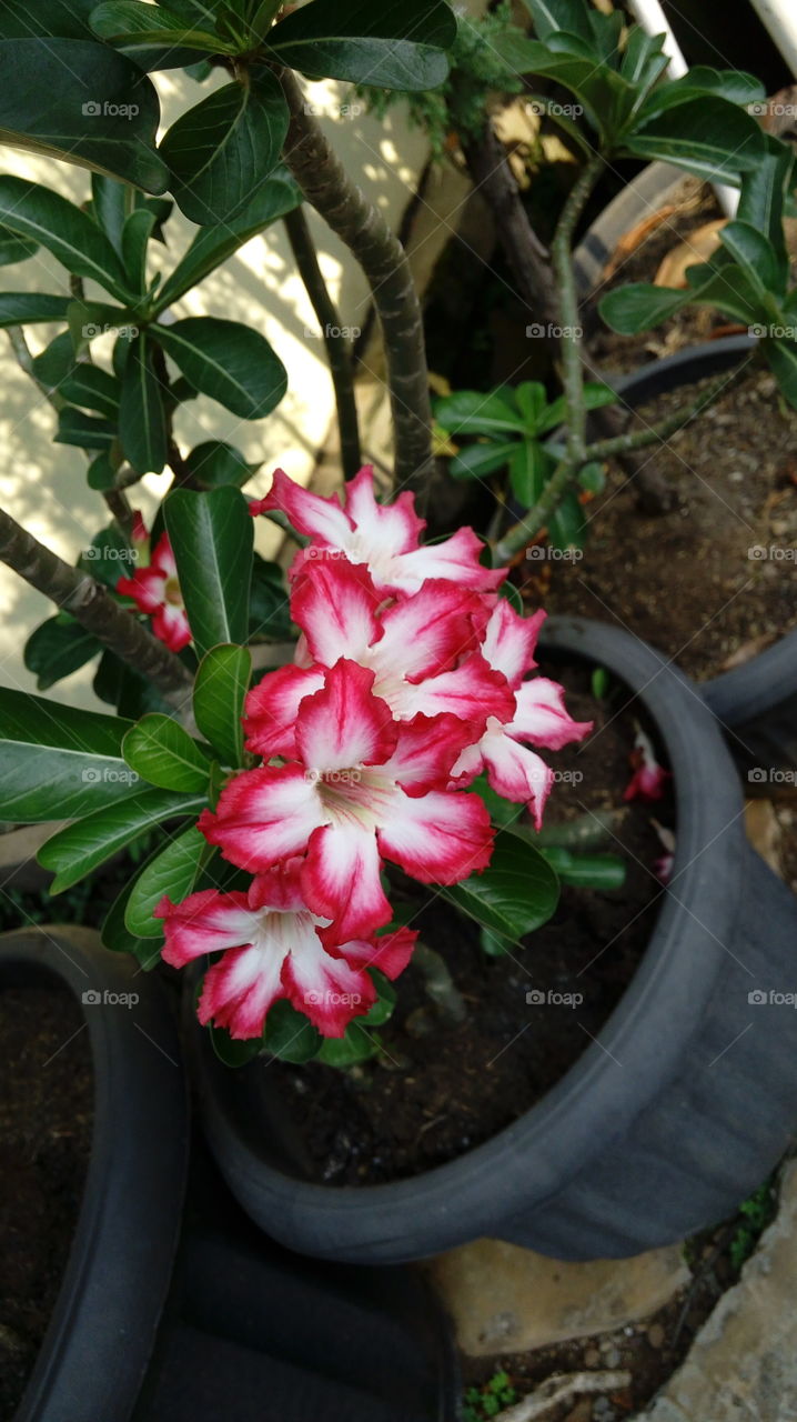 soka flower