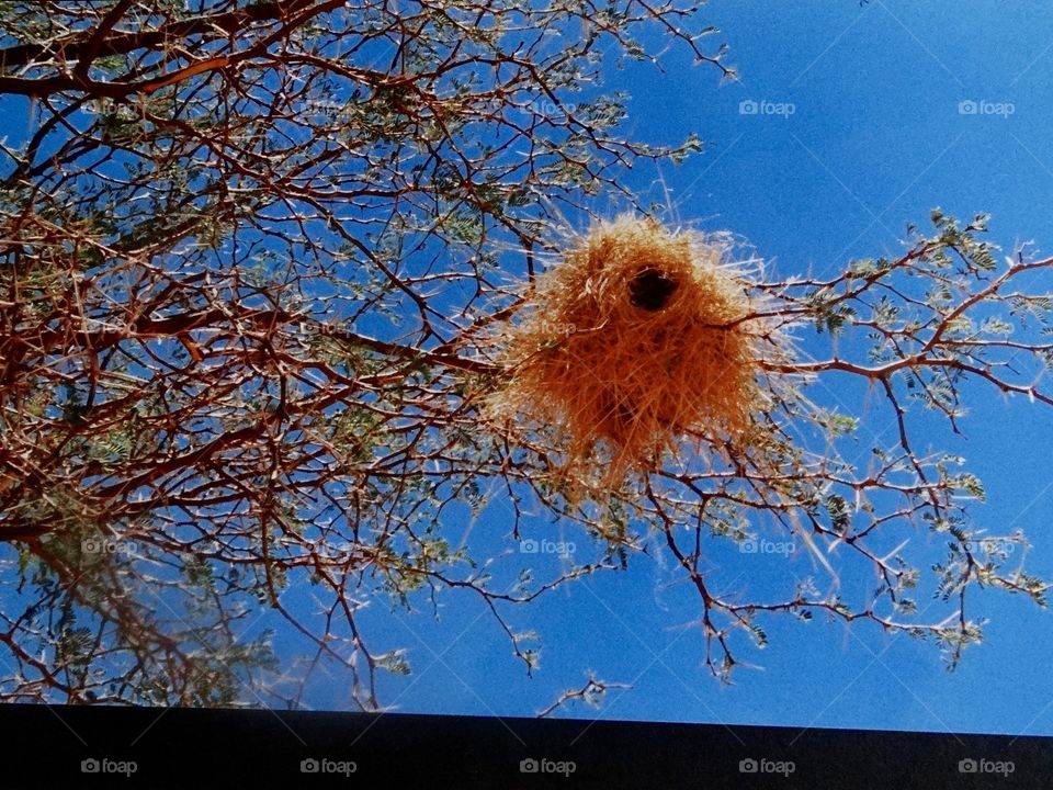 Namibia birds nest