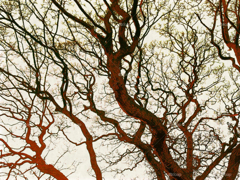 winter tree branches bare by all_things_art