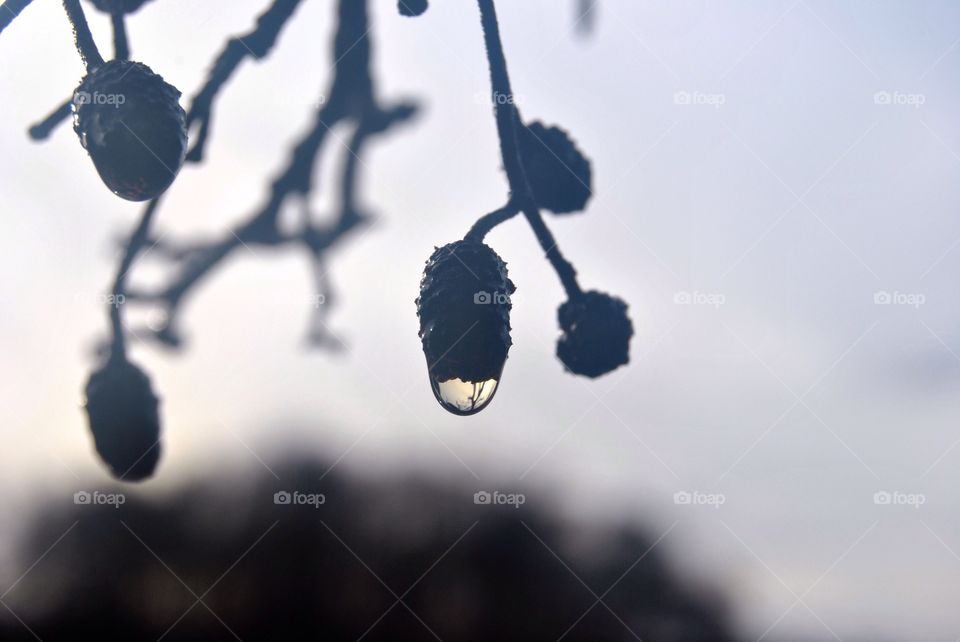 Pine cones in rain