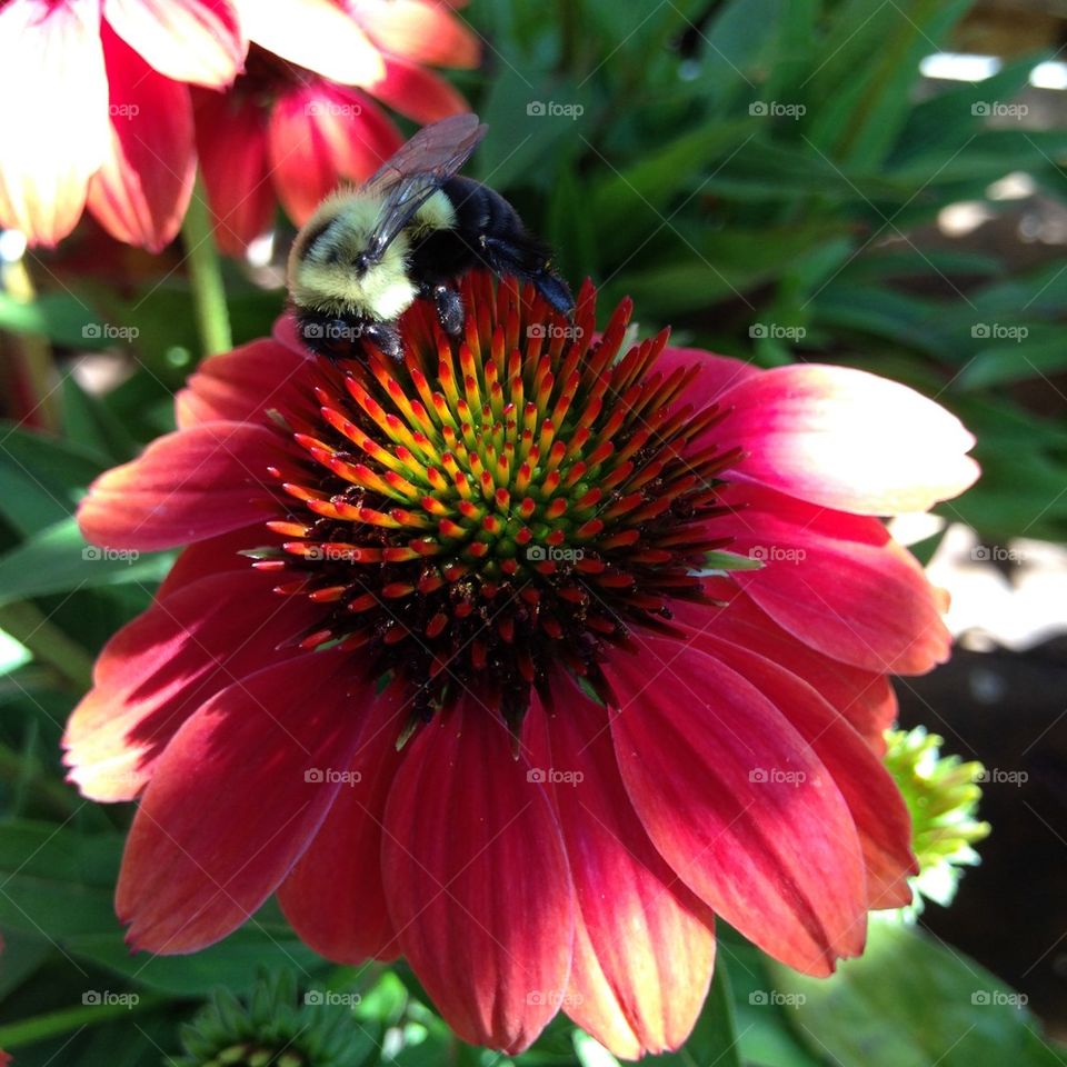 Bee on corn flower