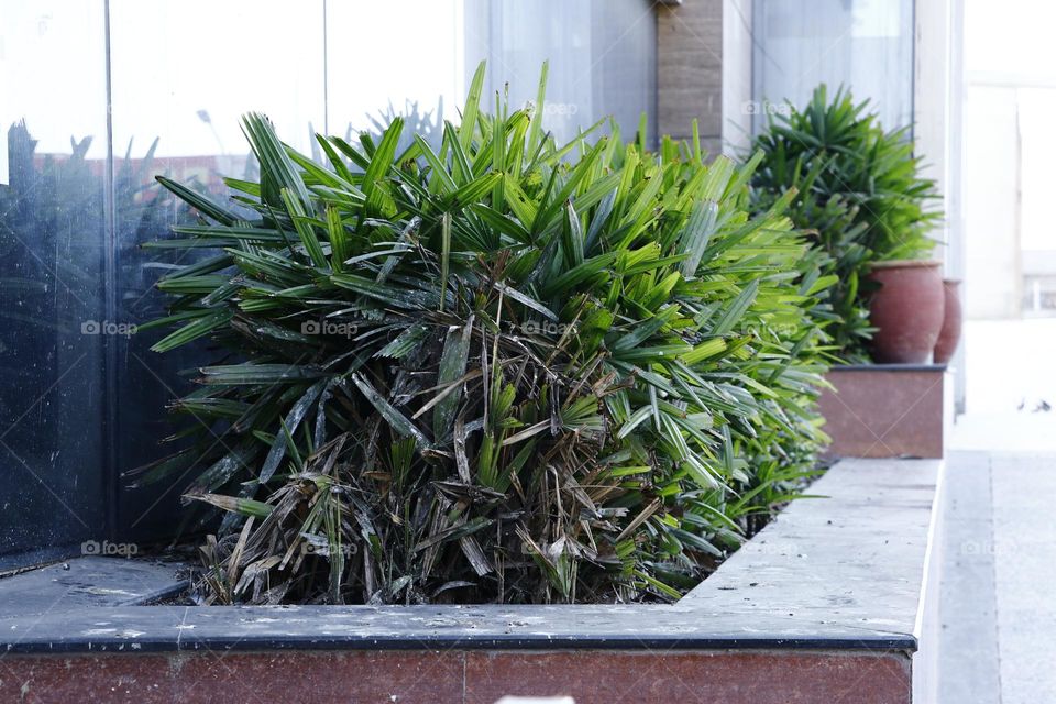 plant bush around us