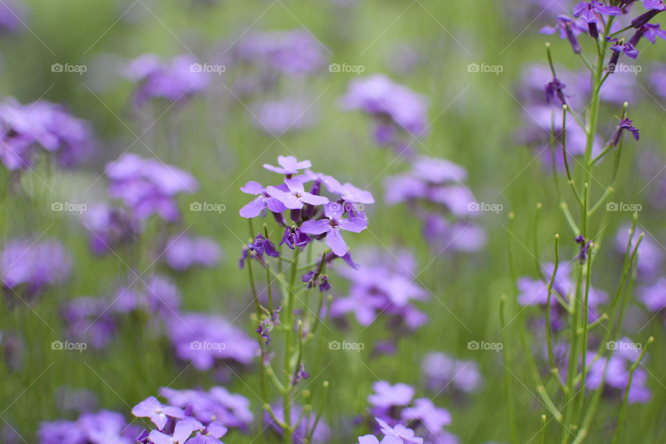 Close-up of purple wildflowers
