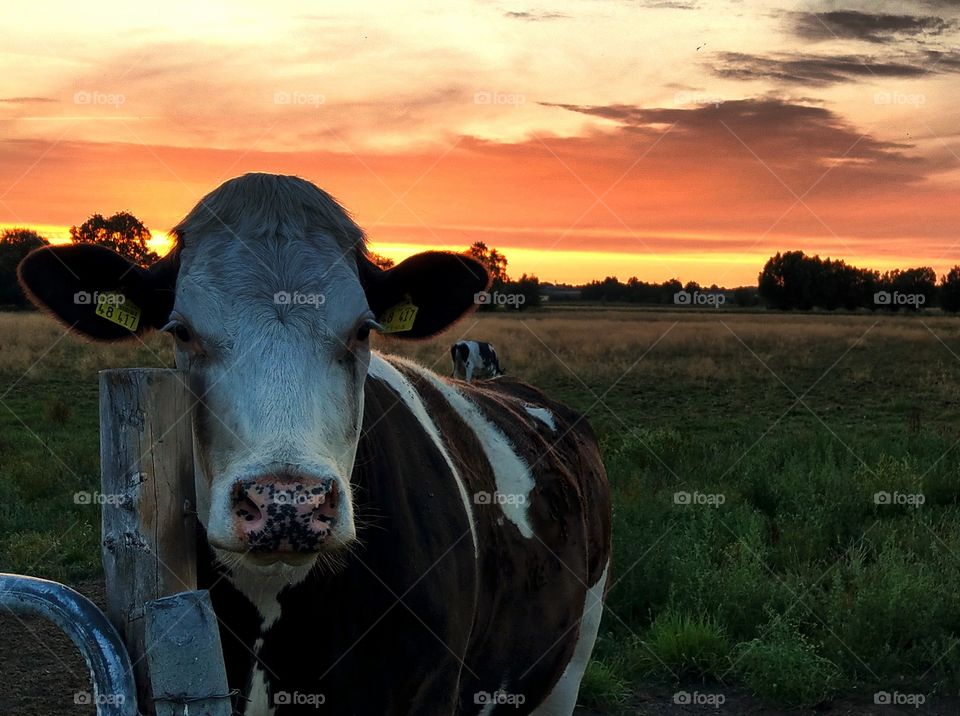 cow in the sunset