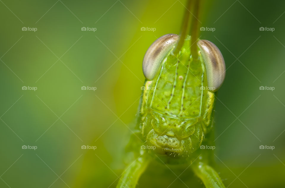 macro closeup on young grasshopper