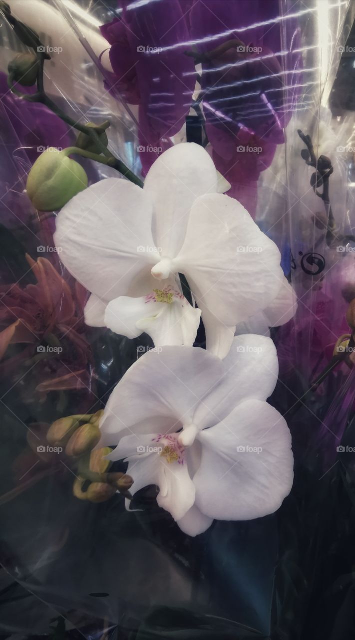 Plant green house Park colors greens