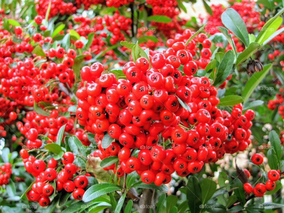 Holly bright and red