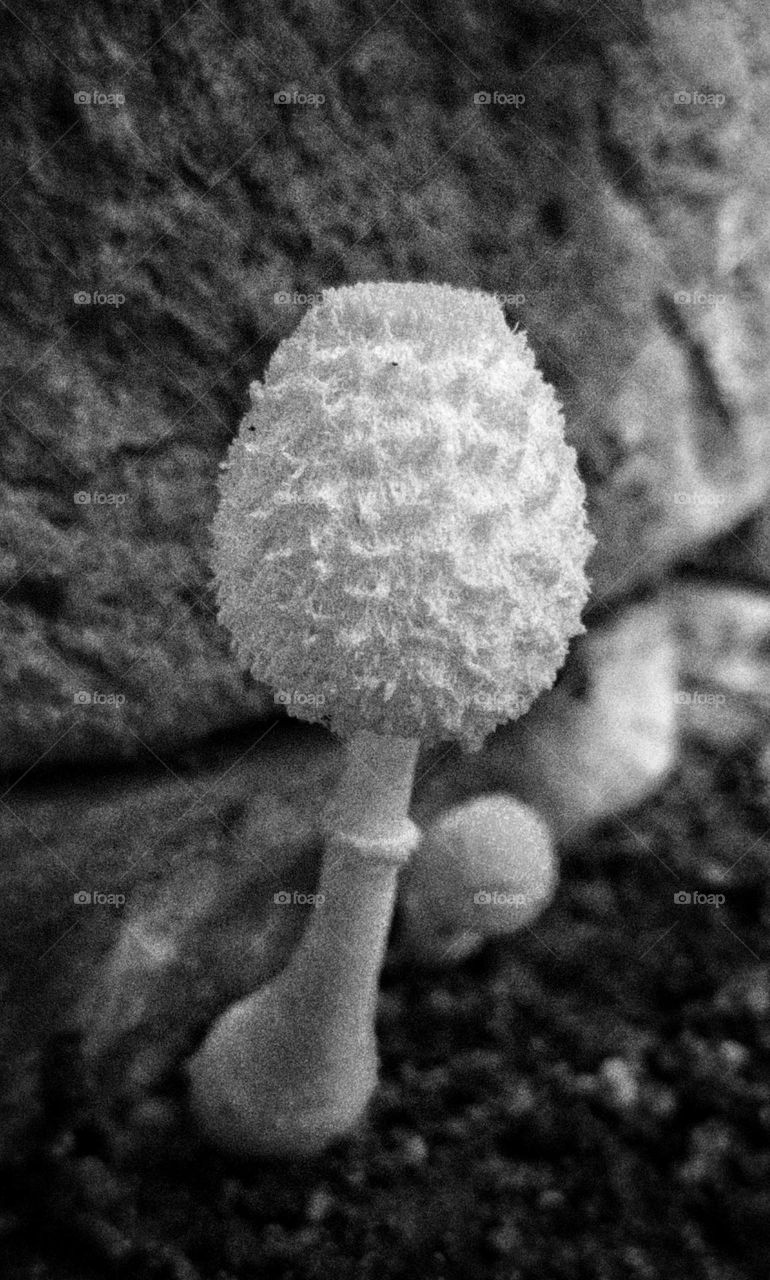 Battle: Black & White vs. Color