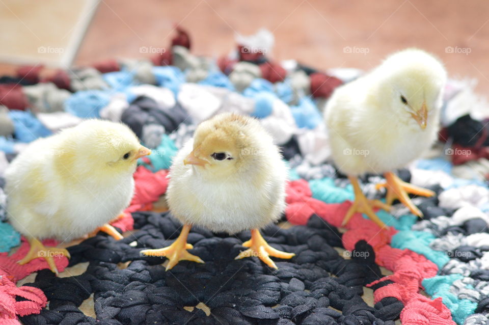 new born chicks