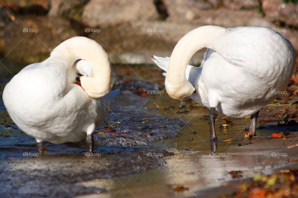 Swans Hiding Their Heads