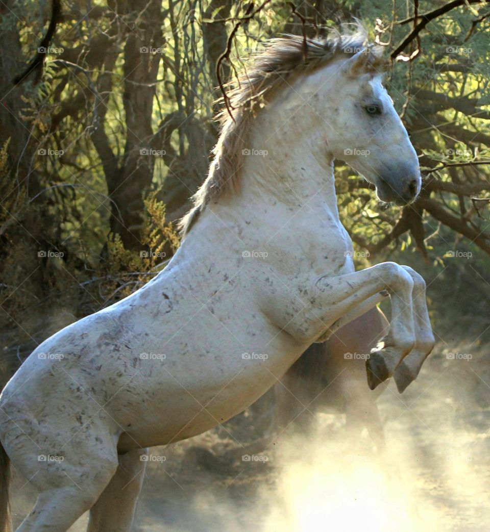 Wild Stallion Rearing Up to Fight