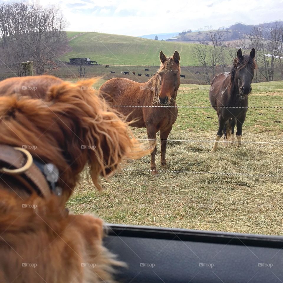Puppy and horses