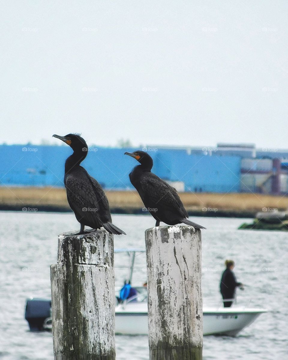 Cormorants down by the river 