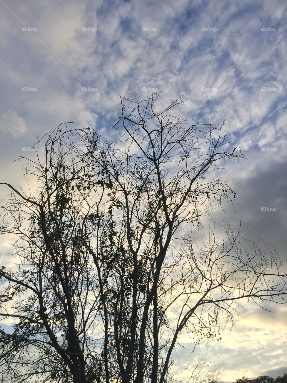 The tree without leaves 
And sky.