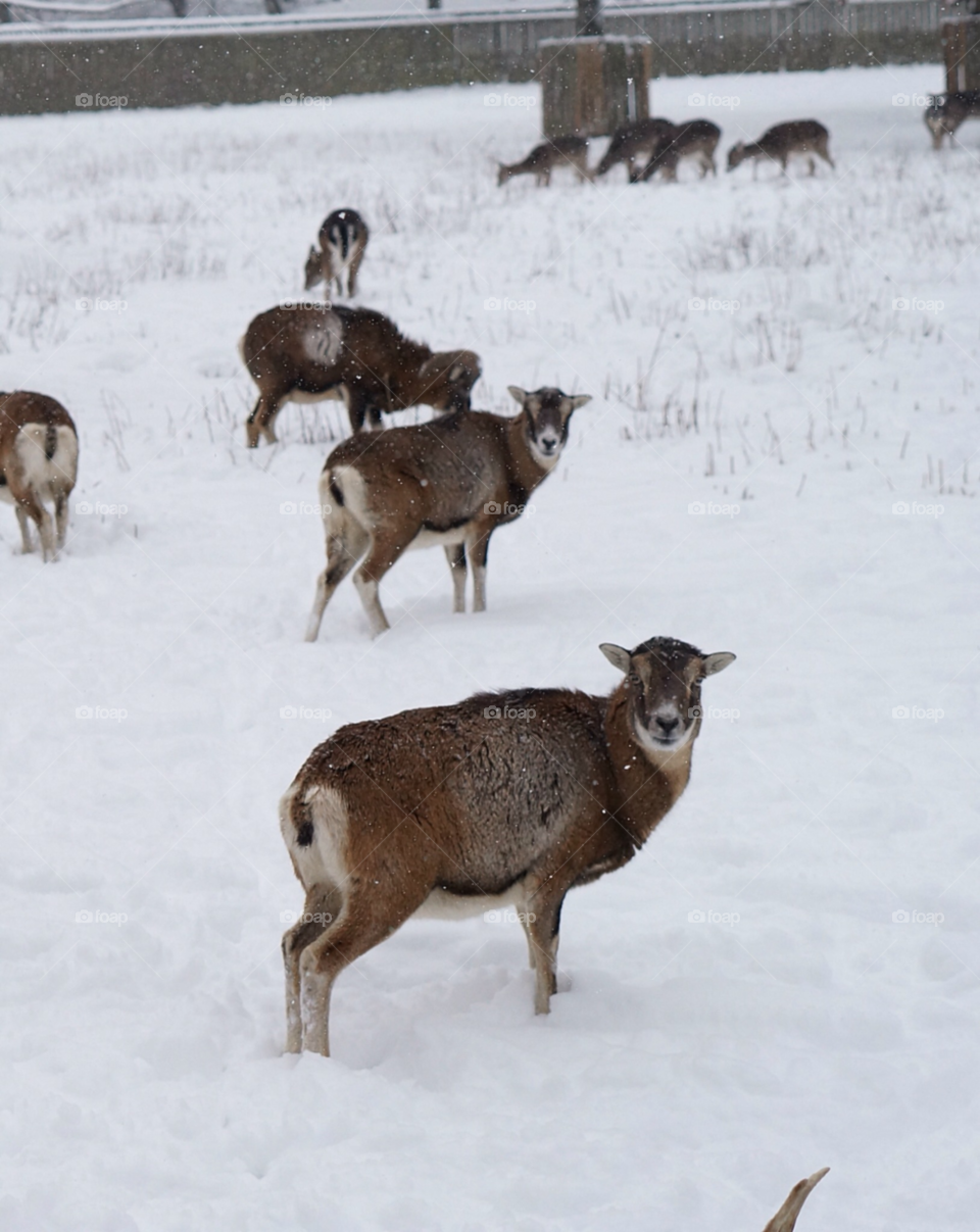 snow winter animals deer by lexlebeur