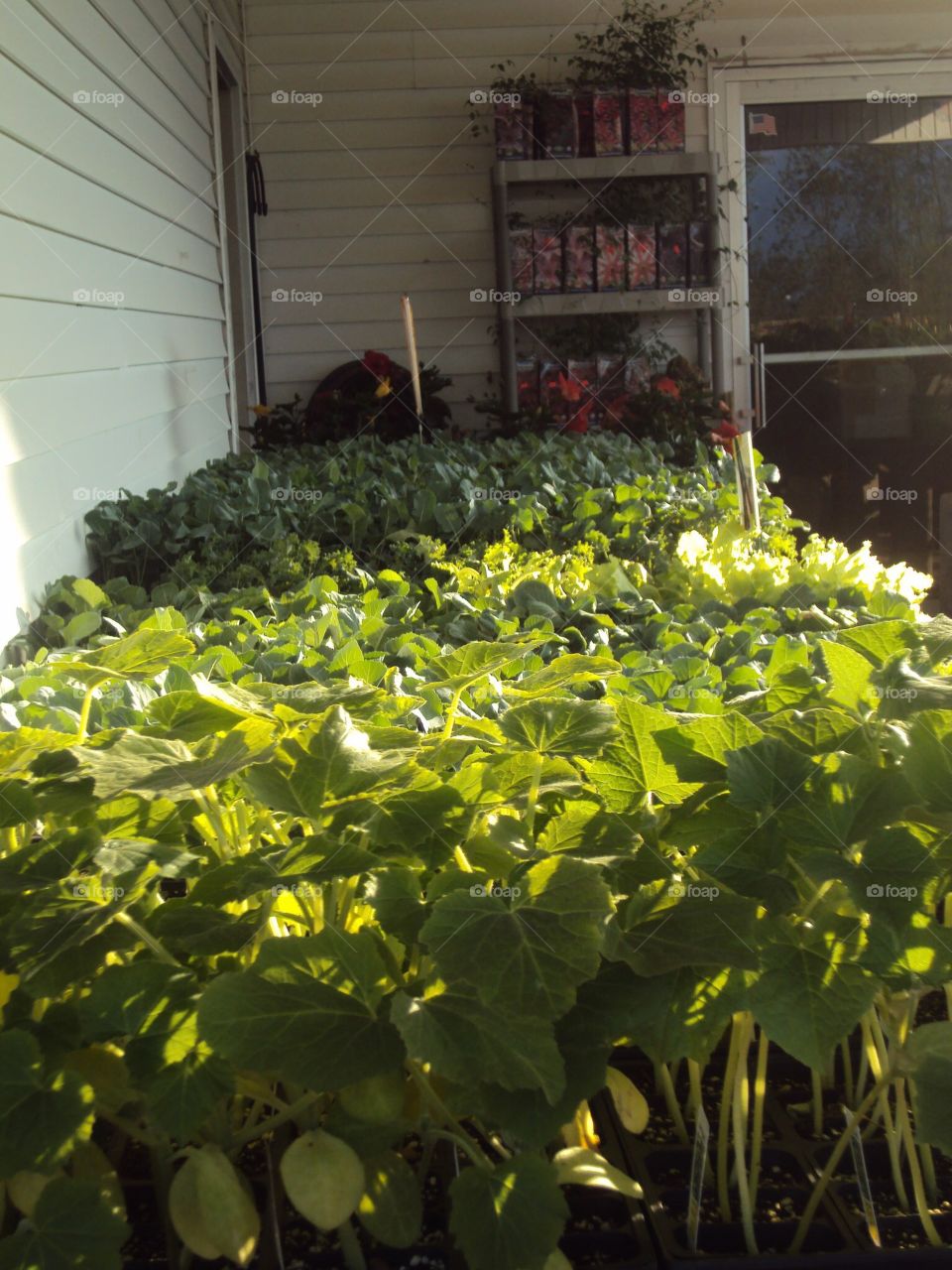 Vegetable Plants 