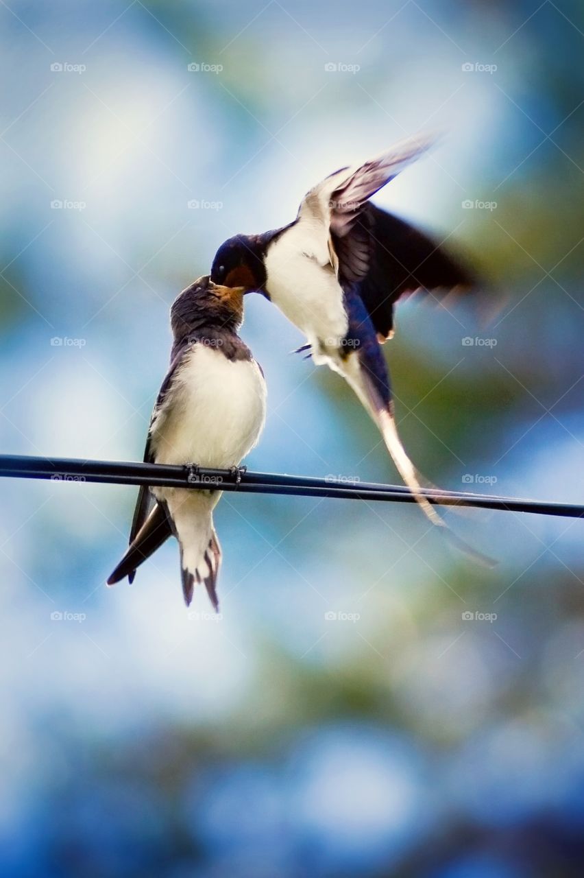 Feeding swallows