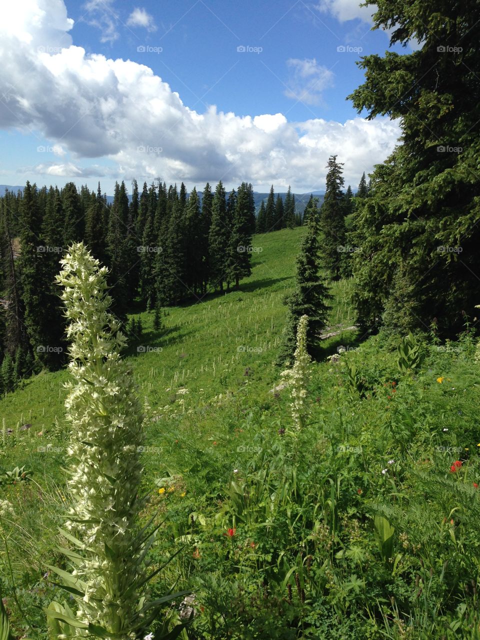 Summer forest