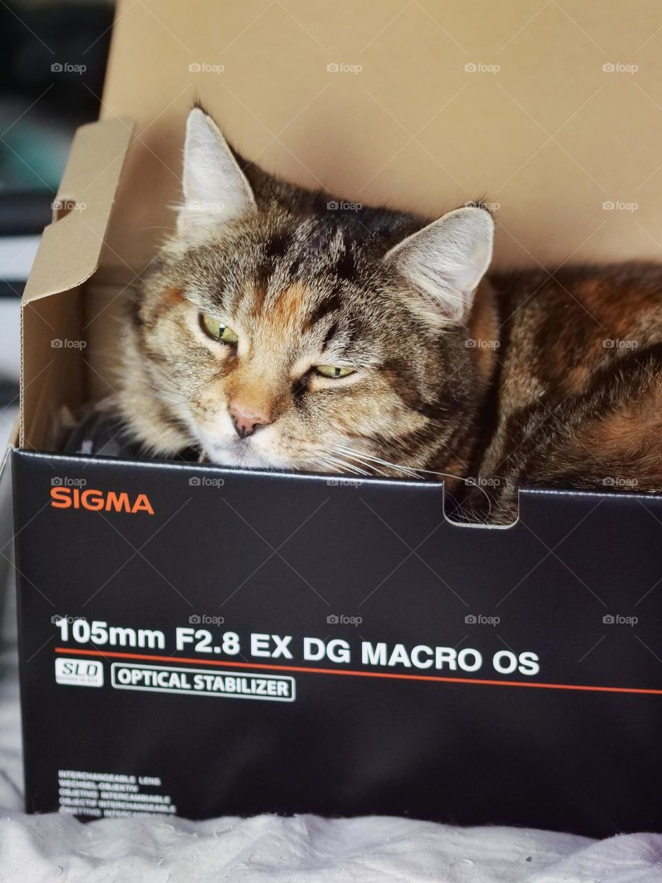 Cat in box