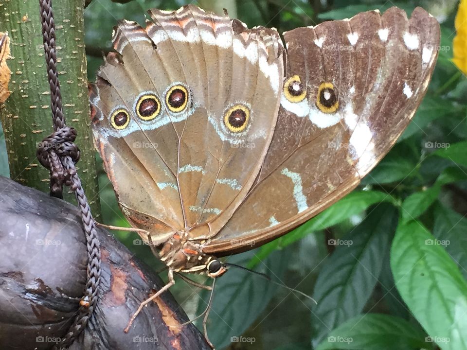 Worderful Butterfly