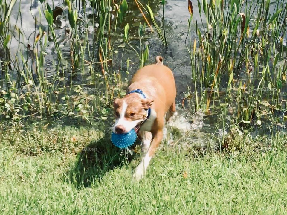 Pitbull swimming in a pond