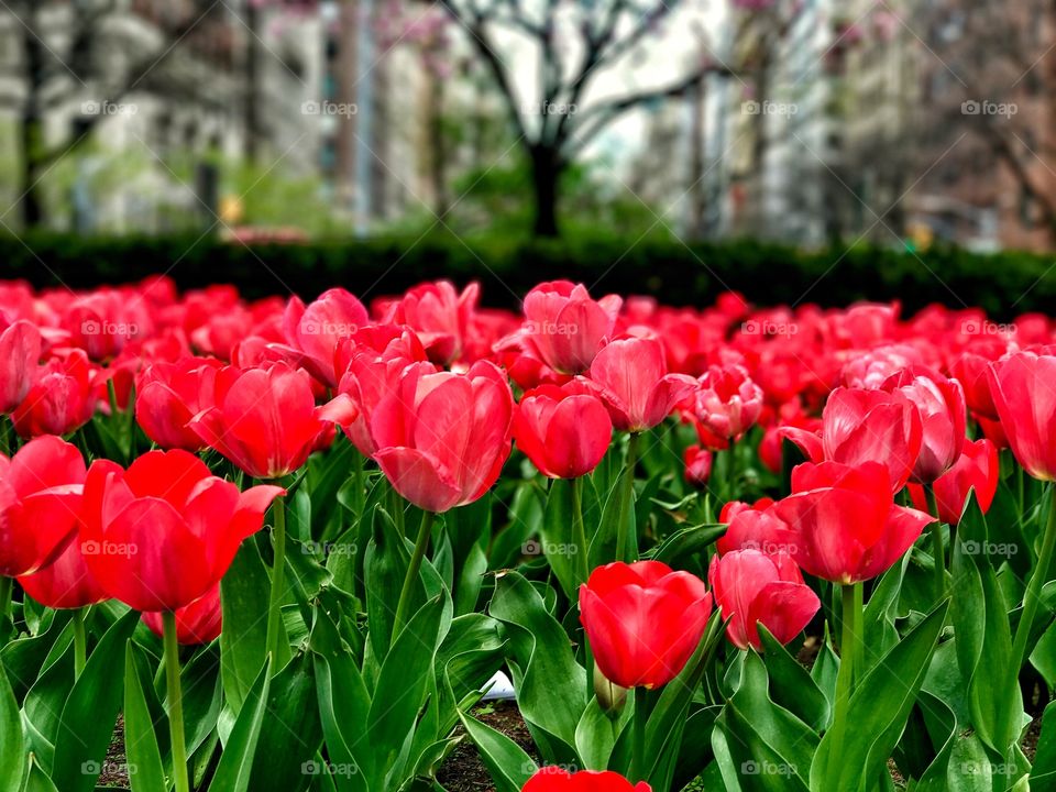 Spring tulips in Manhattan, New York City
