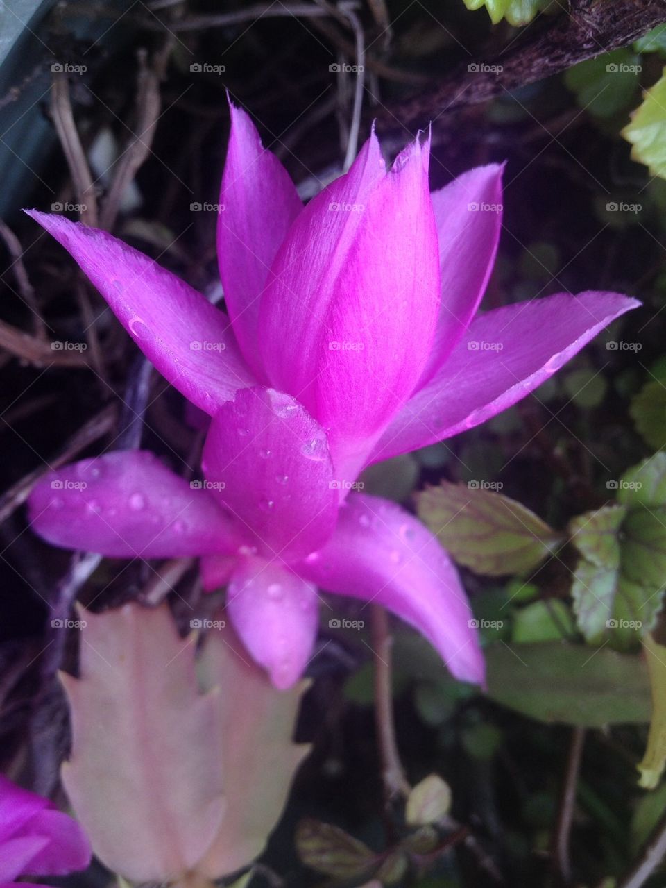 Crab Claw Plant Flower