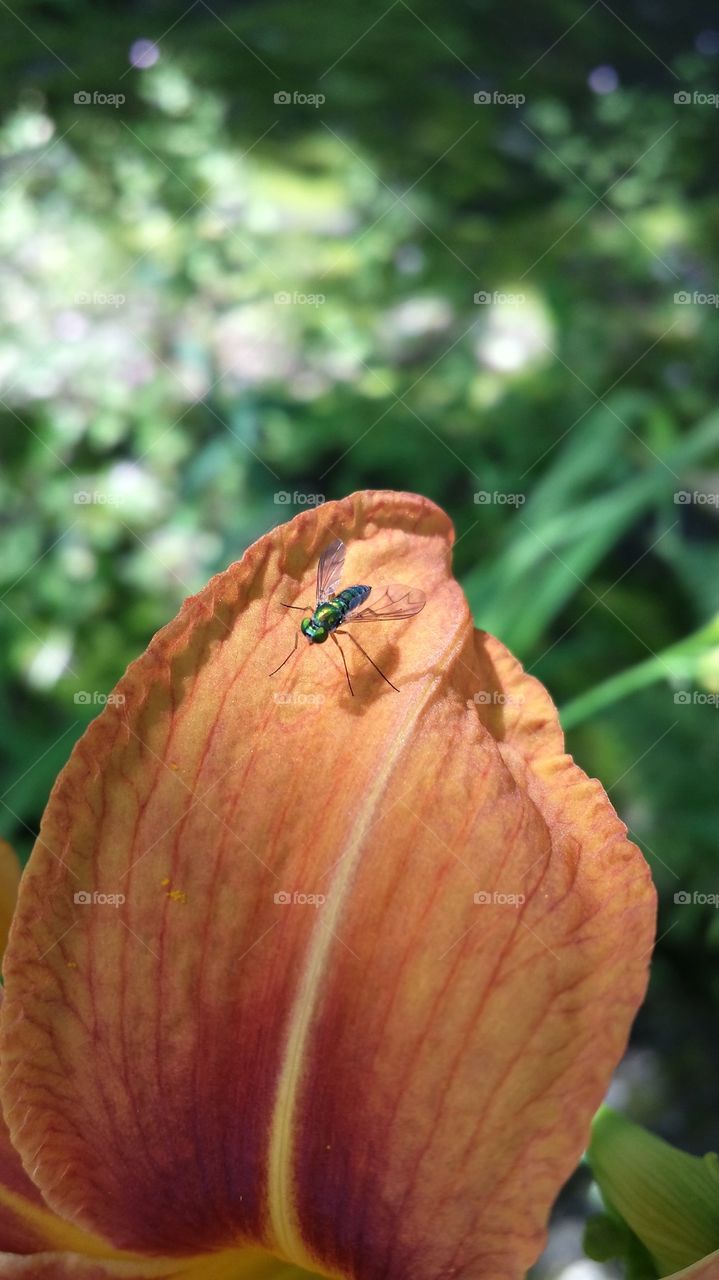 Tiger lily