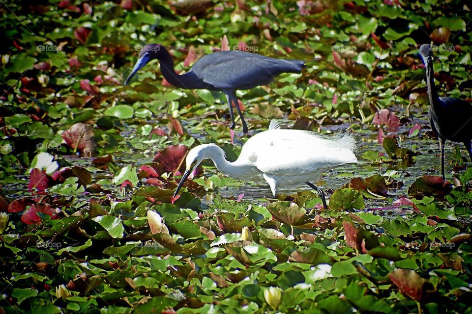 Wading birds in contrast. Wading birds in contrast