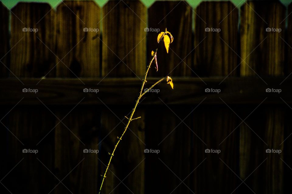 a few leafs clinging to a branch behind a large fence