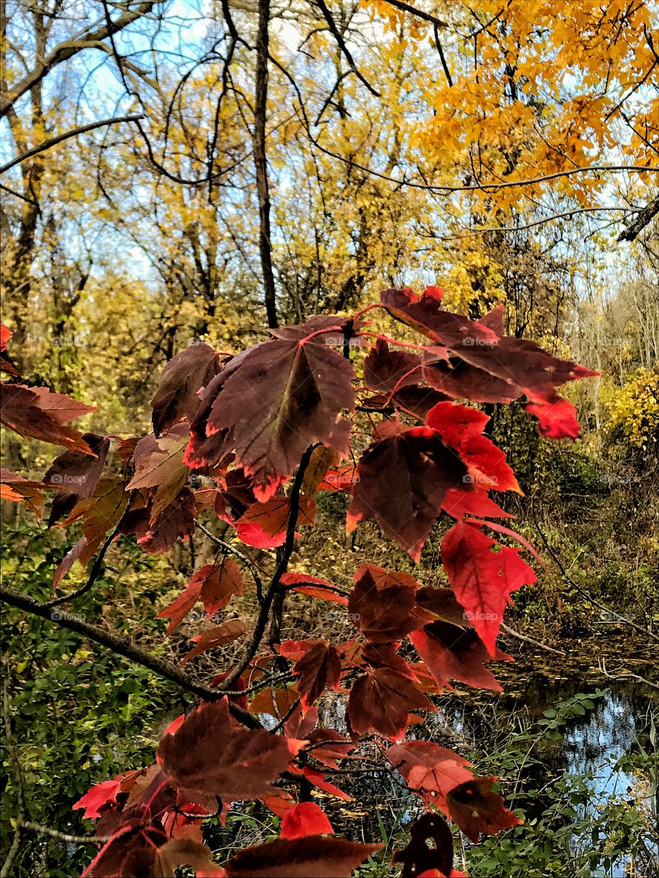 Fall colors