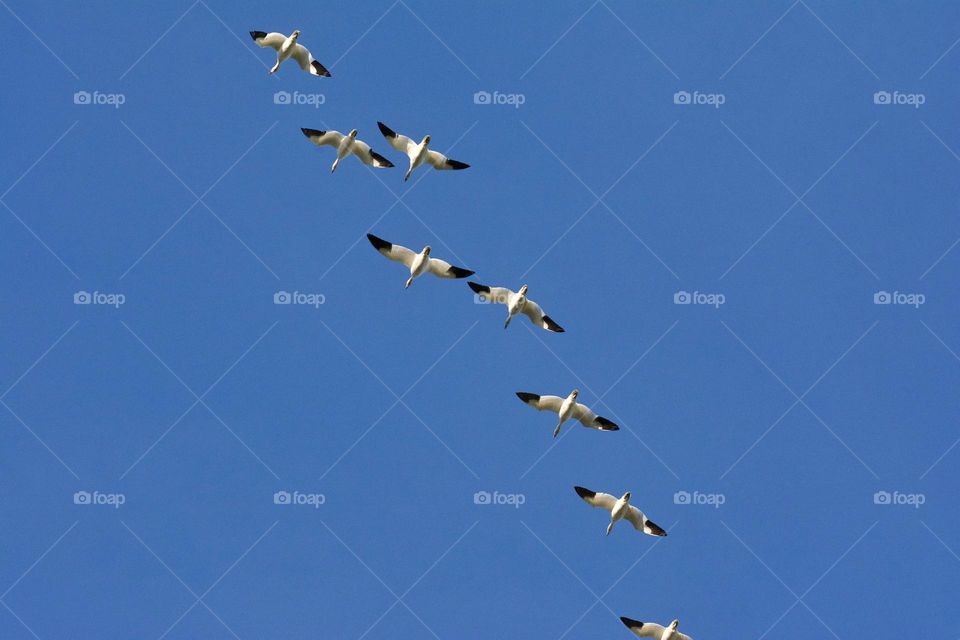 Snow geese fly over