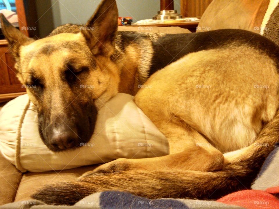 Remi sleeping on the couch