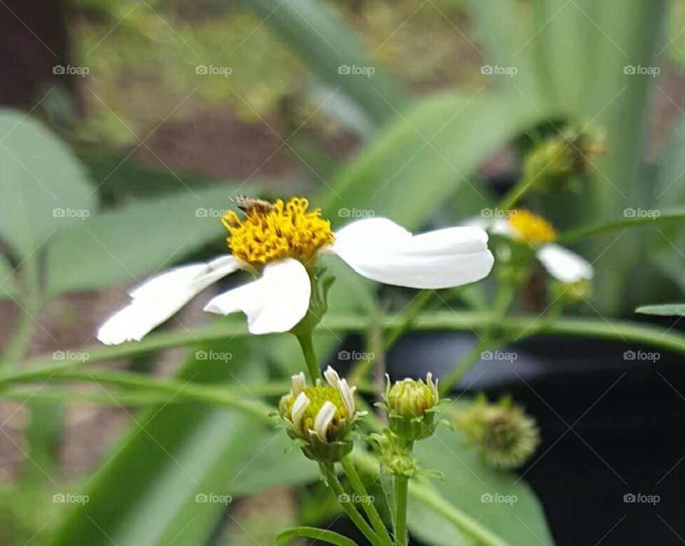 No Person, Nature, Flower, Leaf, Insect