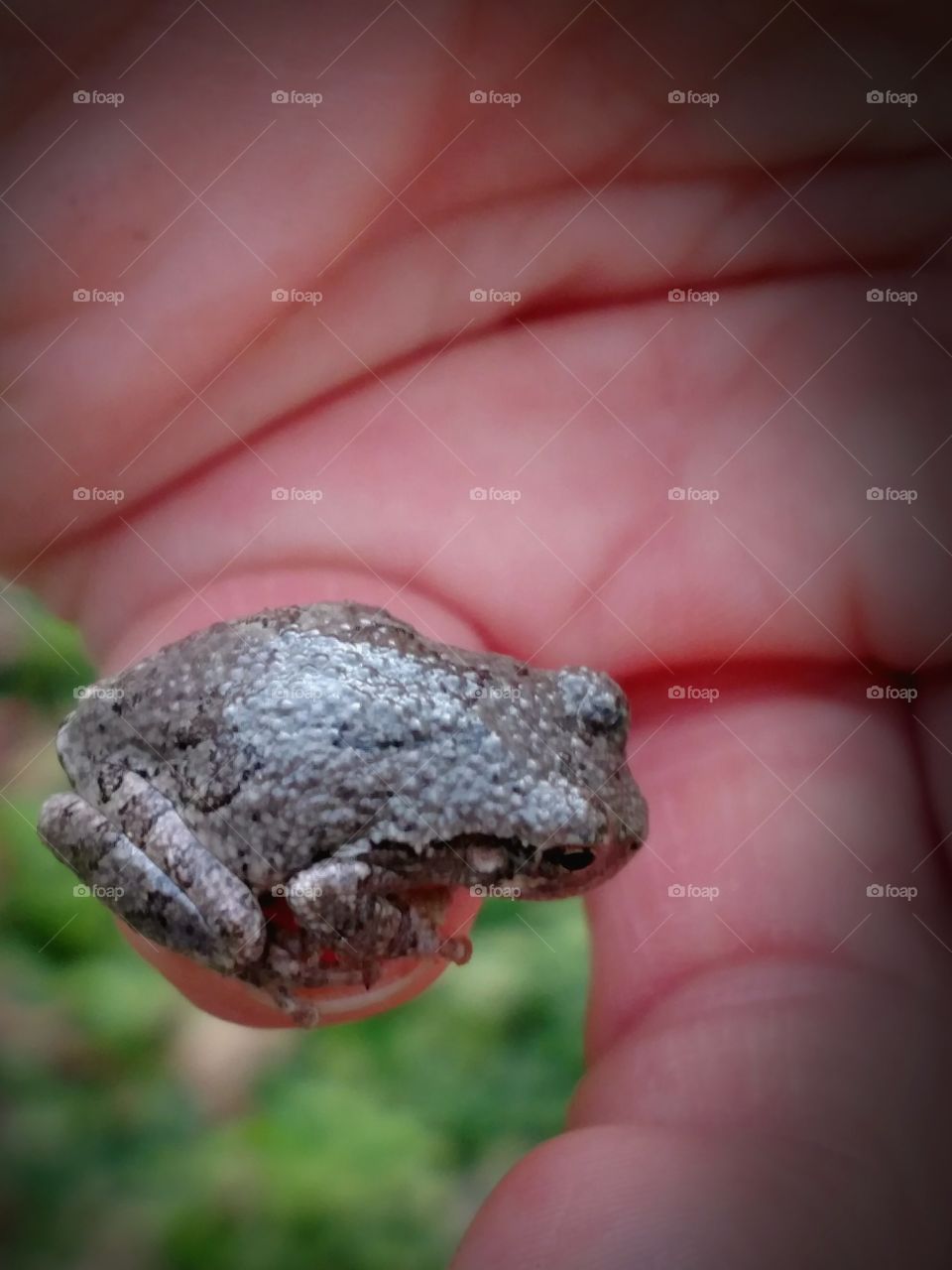 Little Tree Frog