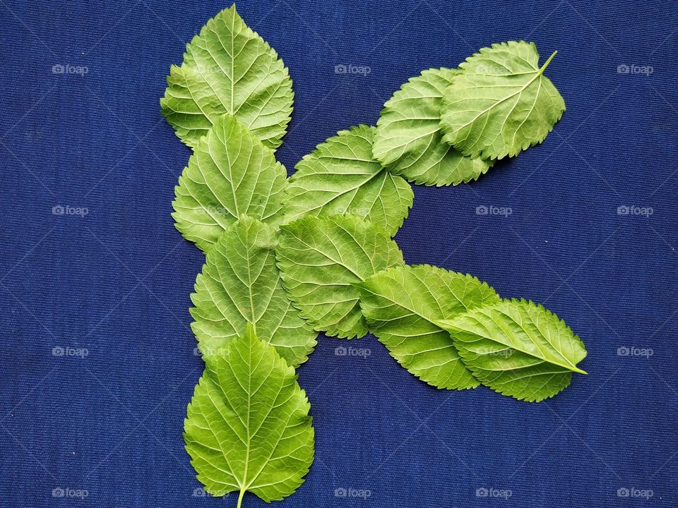 Letter K alphabet made with mulberry Tree Green leaf over blue background