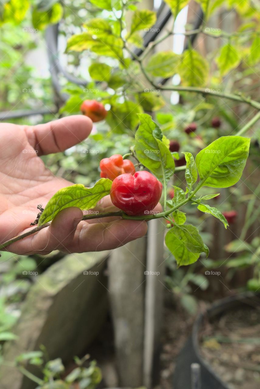 Hands lifting peppers from a tree in an organic garden