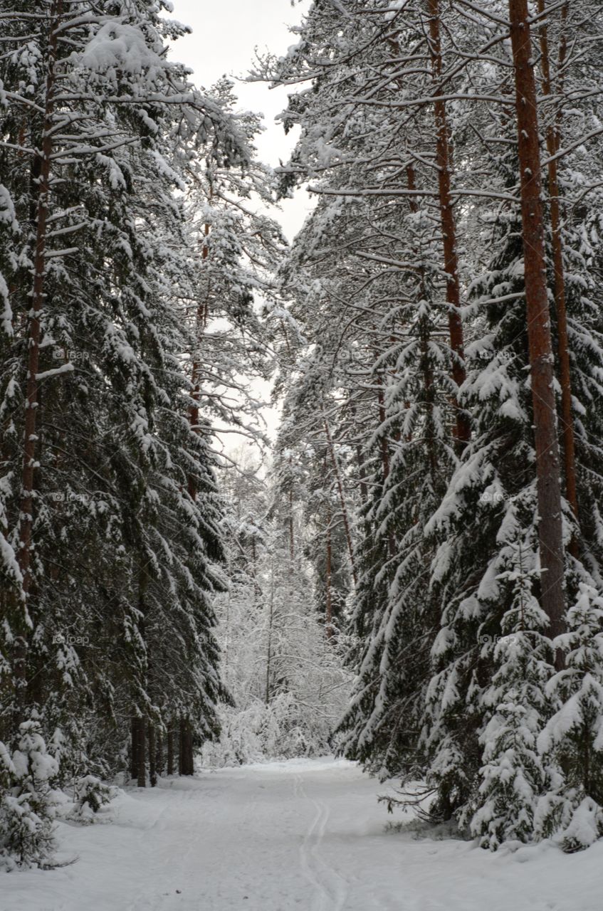 Winter landscape. Winter forest without people.