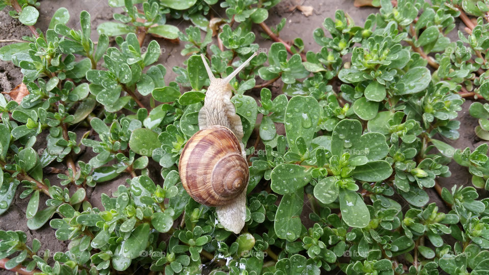 Snail in grass