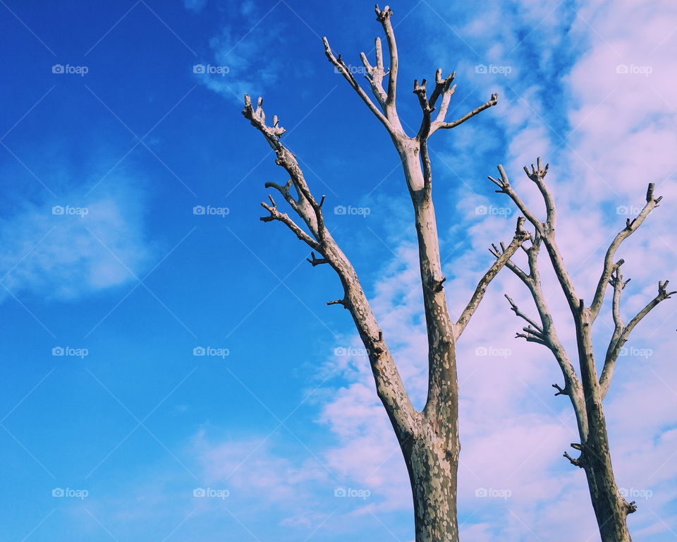 Sky, tree
