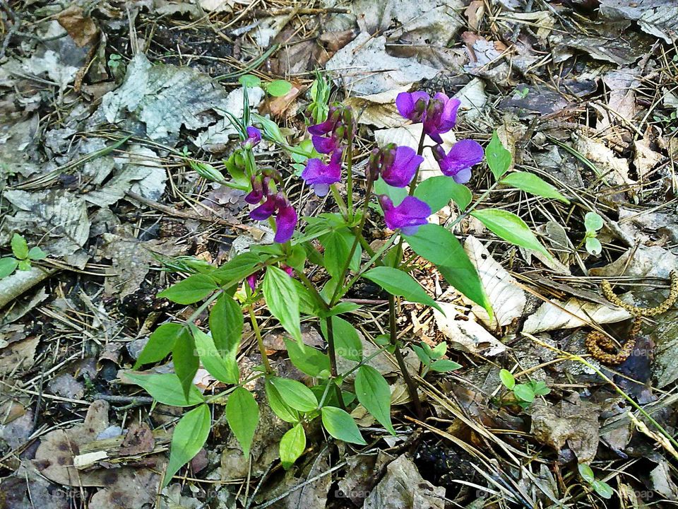 Purple in the nature