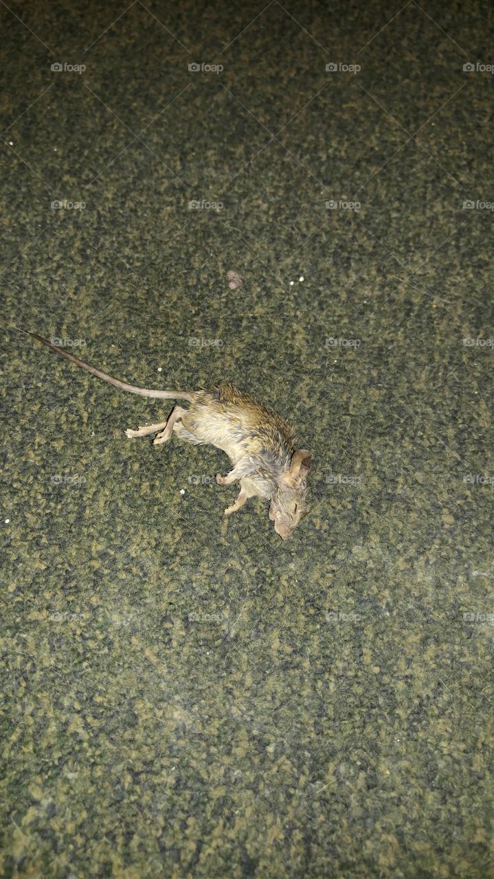 dead mouse
