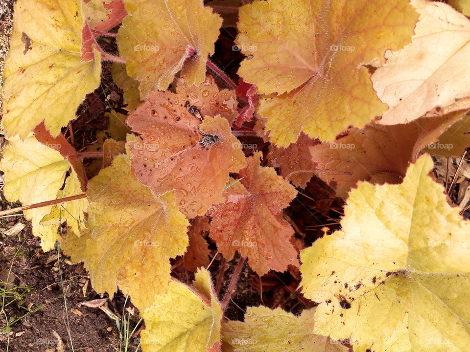 heucheria  leaves