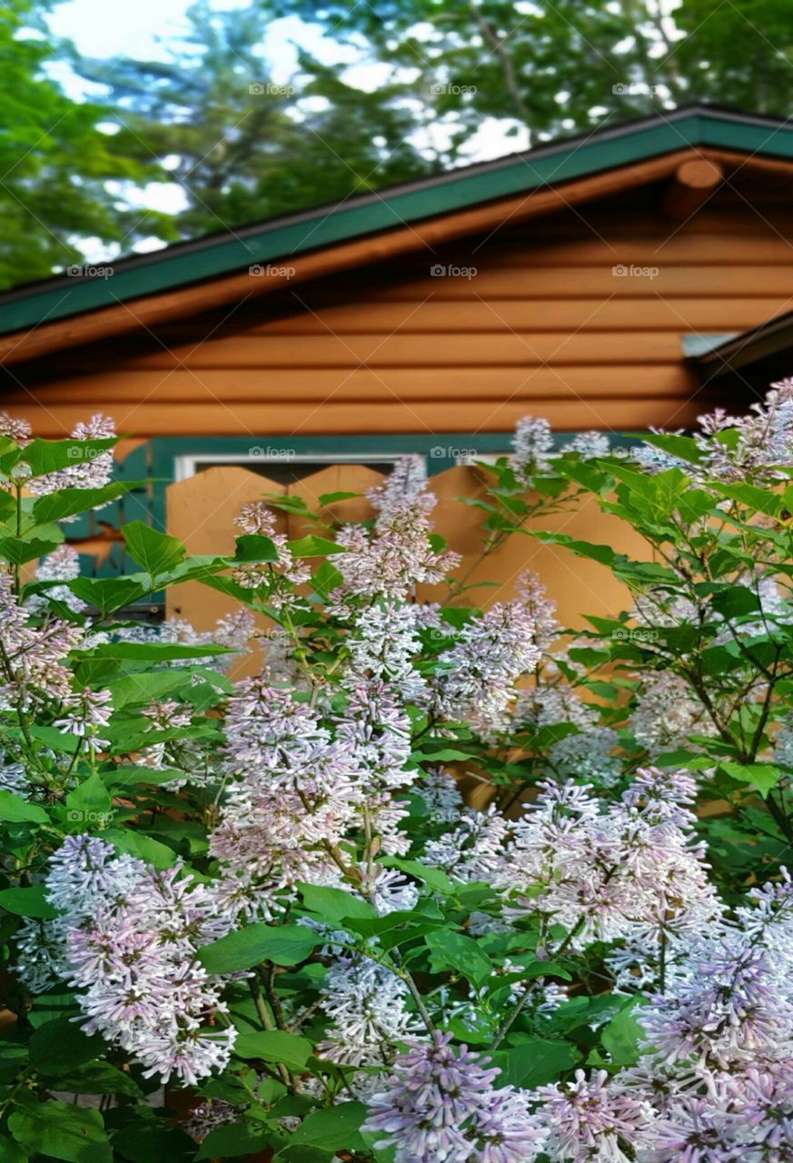 Lilacs Near the Cabin!
