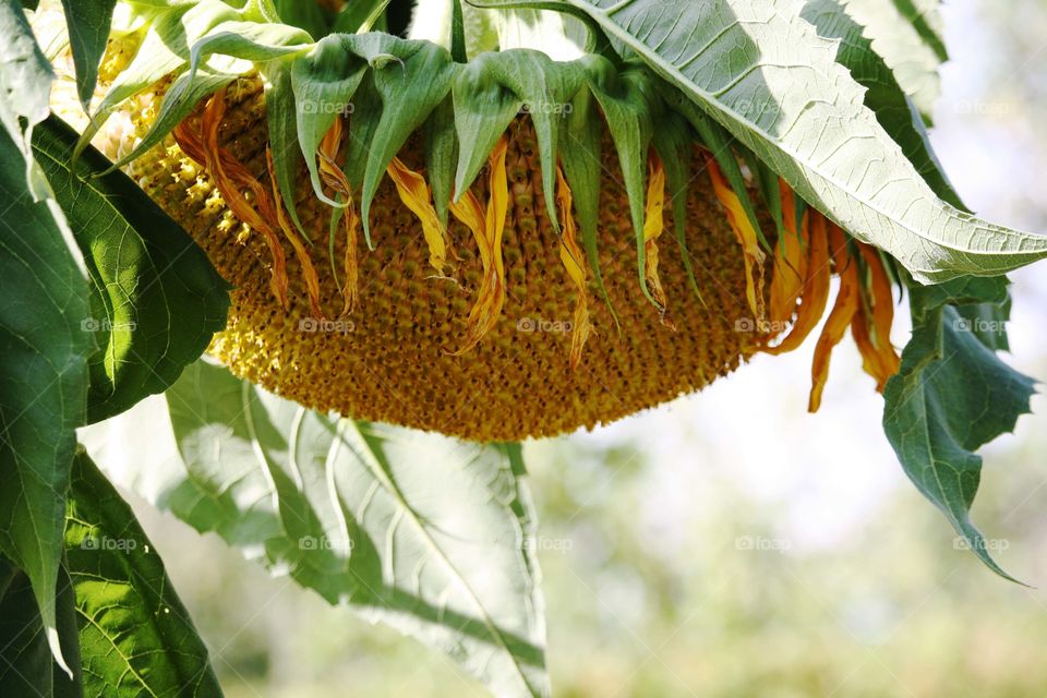 Sunflower head heavy with seeds