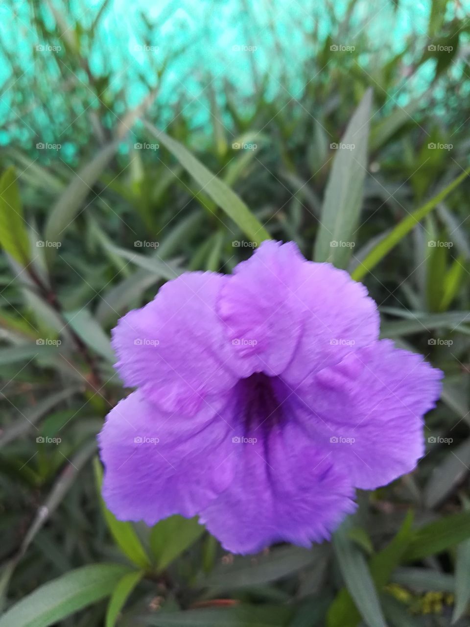 Flor morada2
